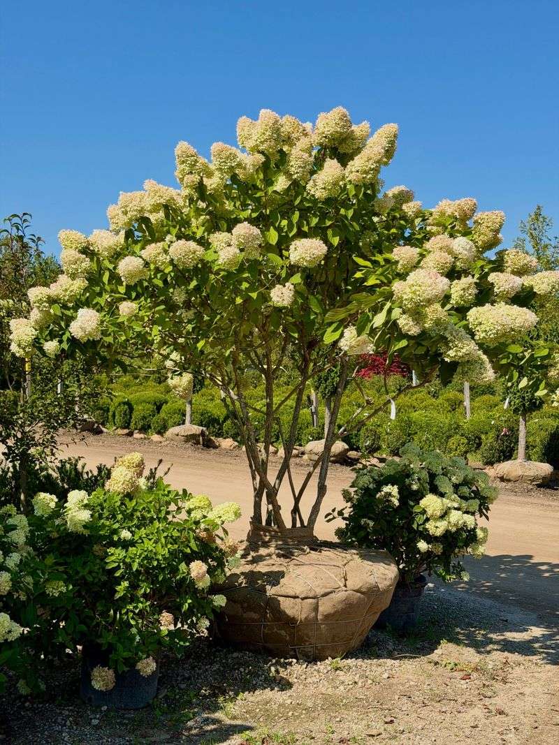 Grow Stronger Stems Year Round