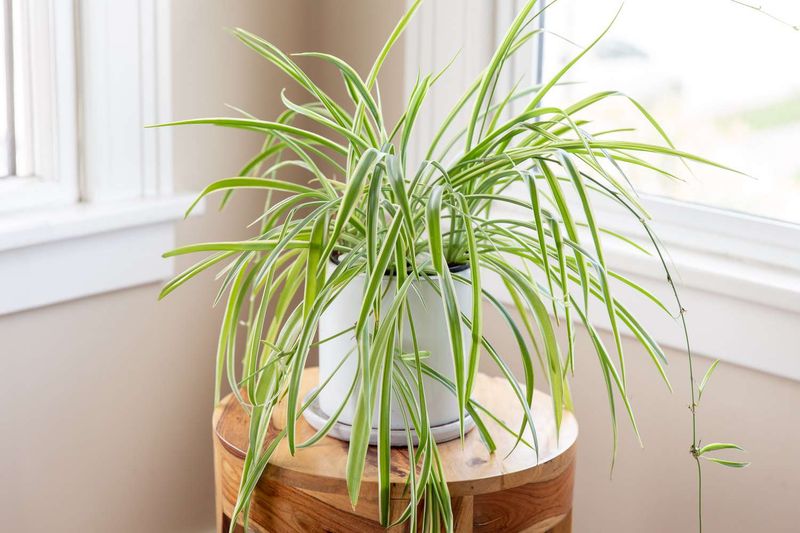 Grow spider plants indoors, not as desert plants