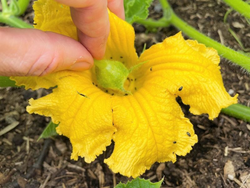 Growers Hand-Pollinate The Flowers Themselves