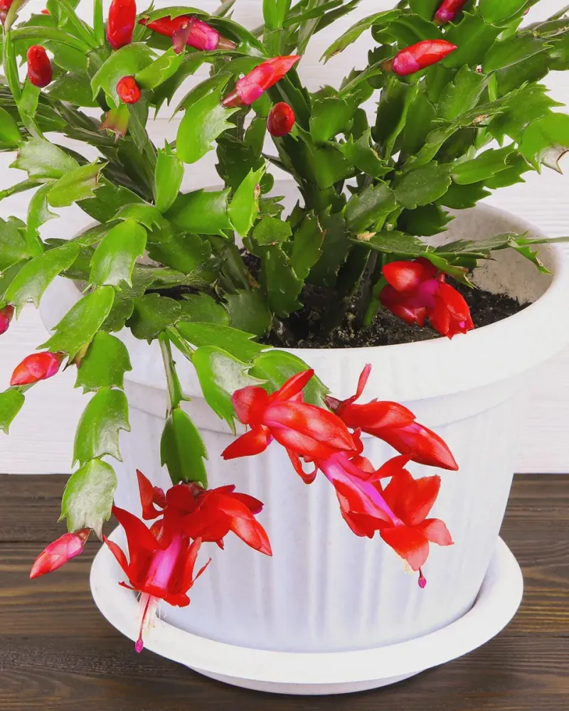 Growers Often Sell Thanksgiving Types Because They Flower Earlier Growers Often Sell Thanksgiving Types Because They Flower Earlier