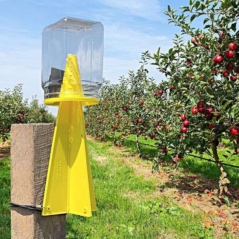 Growers Use Traps To Monitor, Not To Control