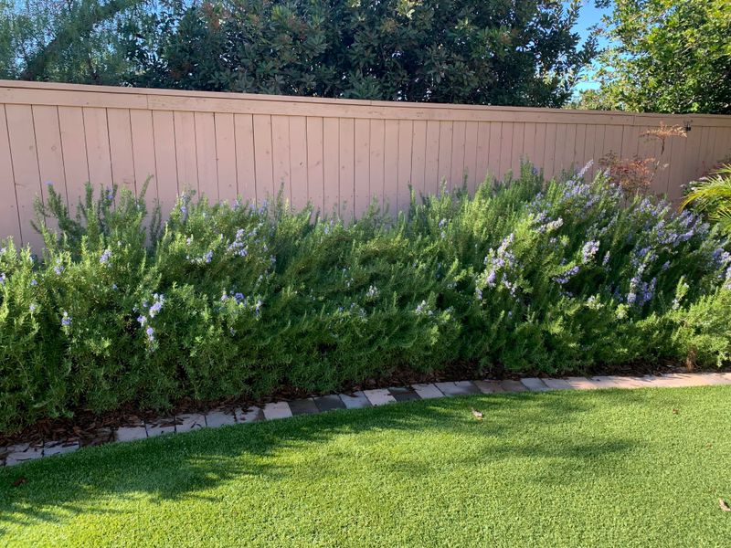 Growing A Fragrant Low Hedge With ‘Arp’