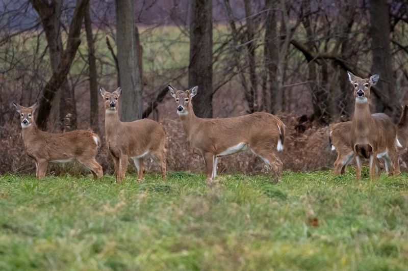 Growing Deer Numbers Tell A Bigger Story