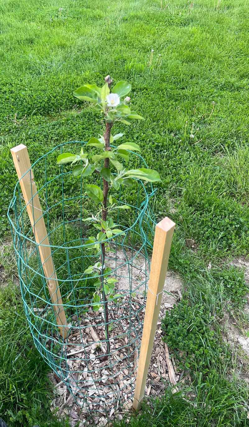 Growing Pains For Orchards And Home Gardeners Growing Pains For Orchards And Home Gardeners