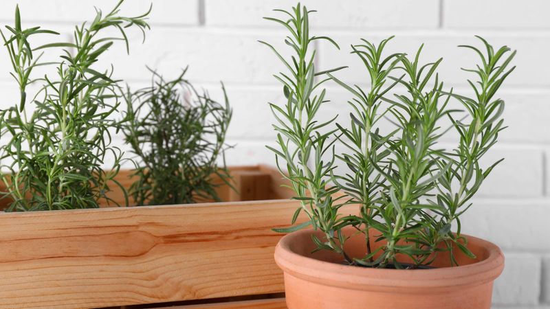 Growing Rosemary In Pots On Patio