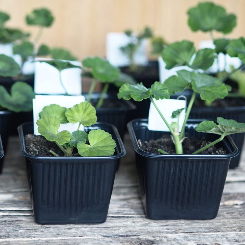 Growing Seeds Indoors For Spring Color Growing Seeds Indoors For Spring Color