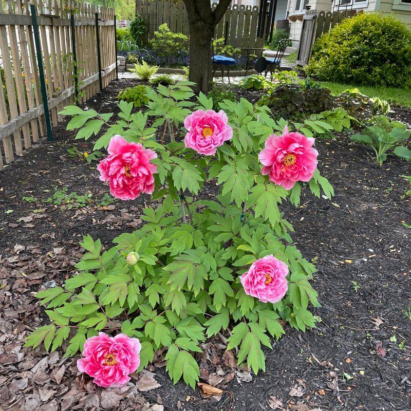 Growing Trees And Shrubs Can Quietly Change The Light Below