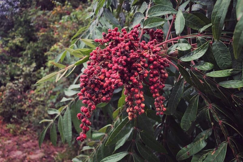 Growing Winged Sumac In Your Yard