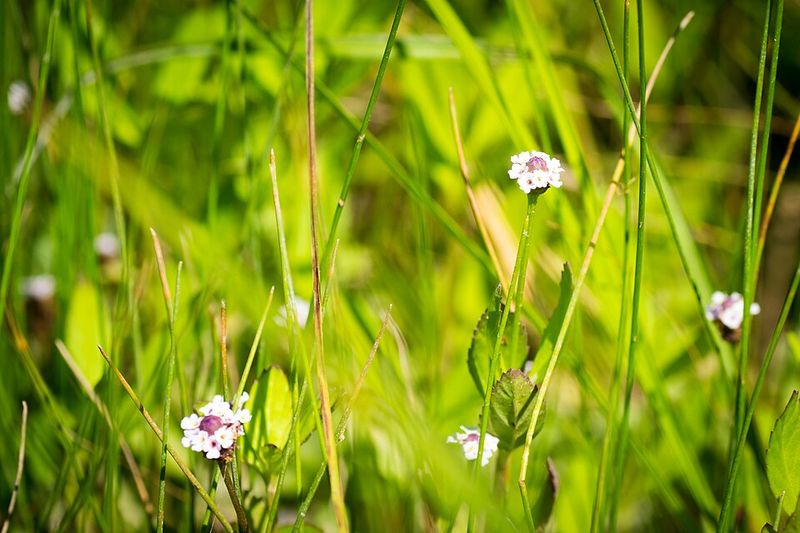 Grows Native Across Many States