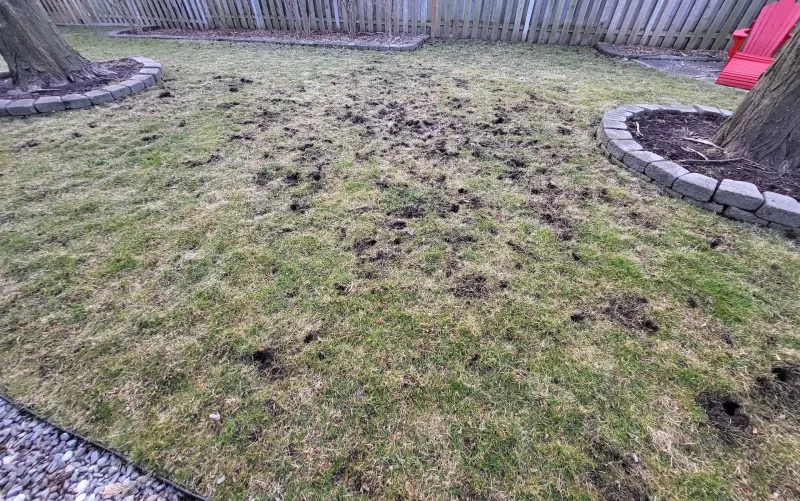 Grub Control Makes Your Lawn Less Tempting Grub Control Makes Your Lawn Less Tempting