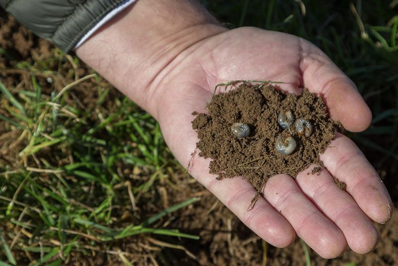 Grubs Can Still Be A Problem Grubs Can Still Be A Problem