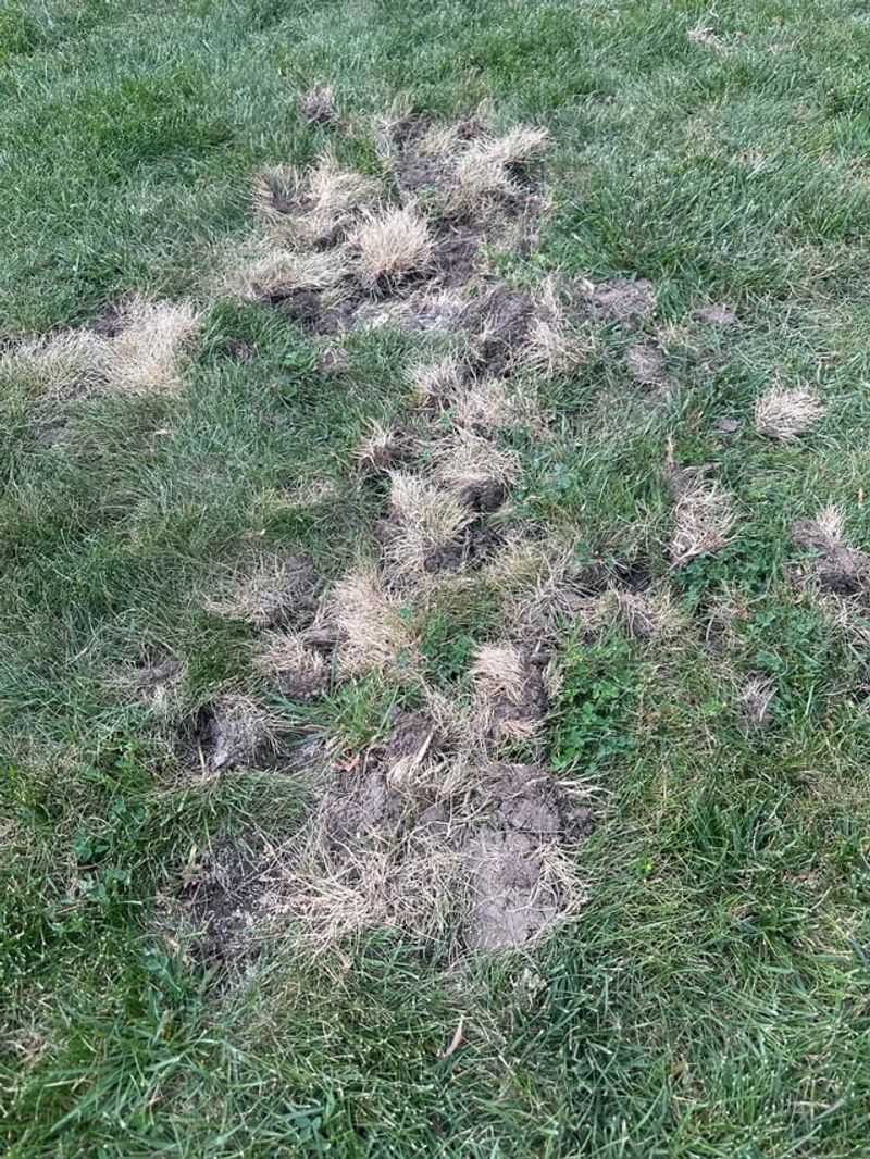 Grubs Feed On Roots From Below Grubs Feed On Roots From Below
