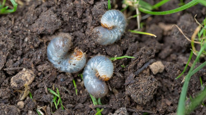 Grubs, Fruit And Pet Food Draw Them In
