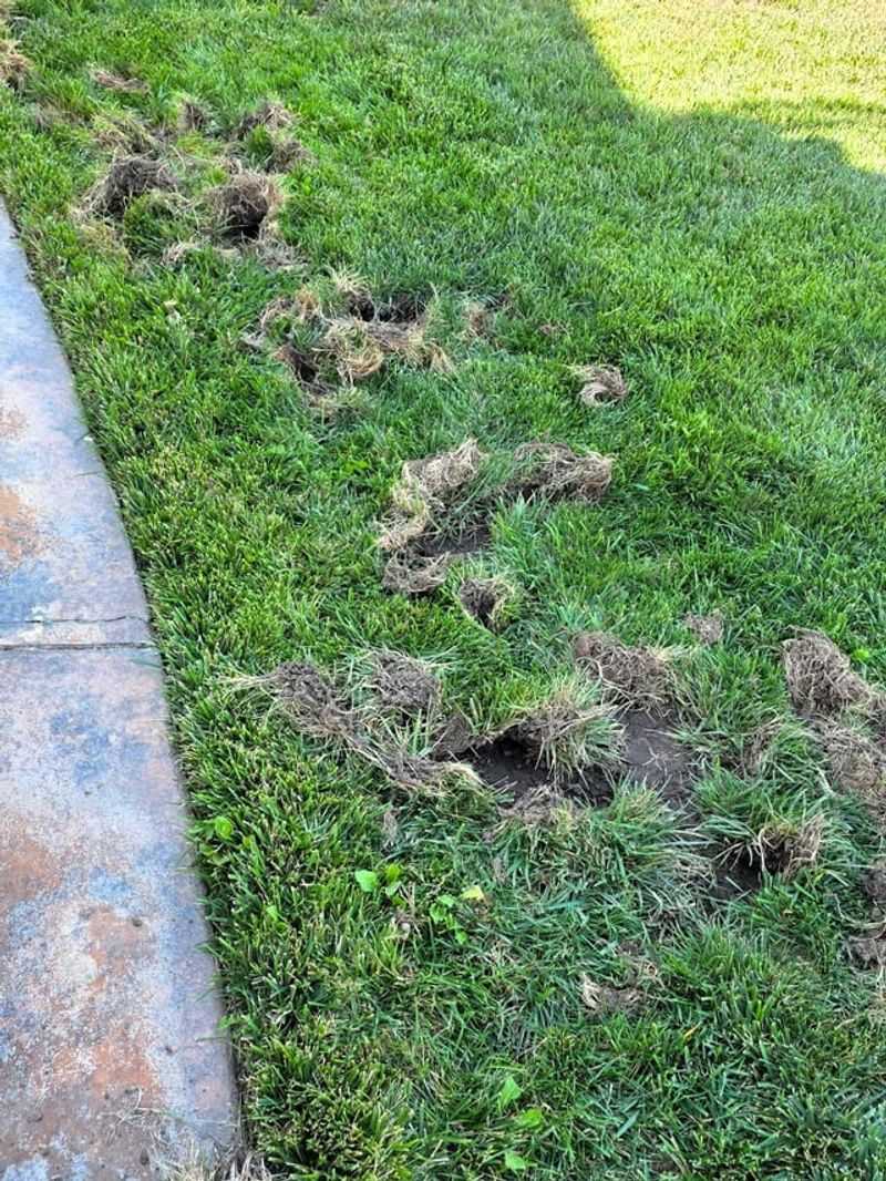 Grubs In The Lawn Grubs In The Lawn