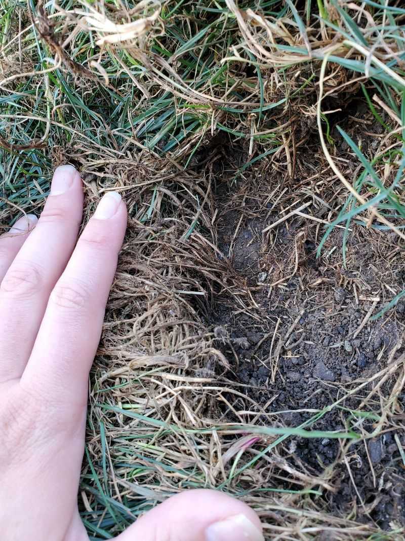 Grubs Make Patches That Peel Up Like Carpet Grubs Make Patches That Peel Up Like Carpet
