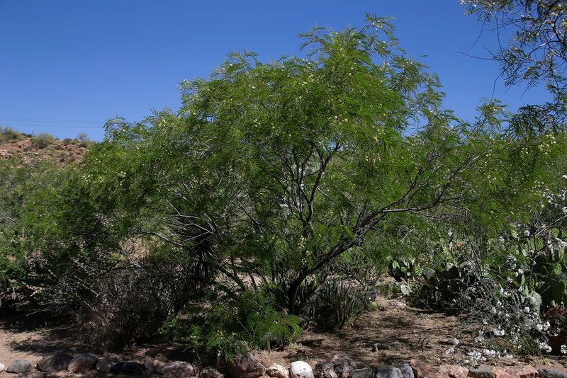 Guajillo Guajillo