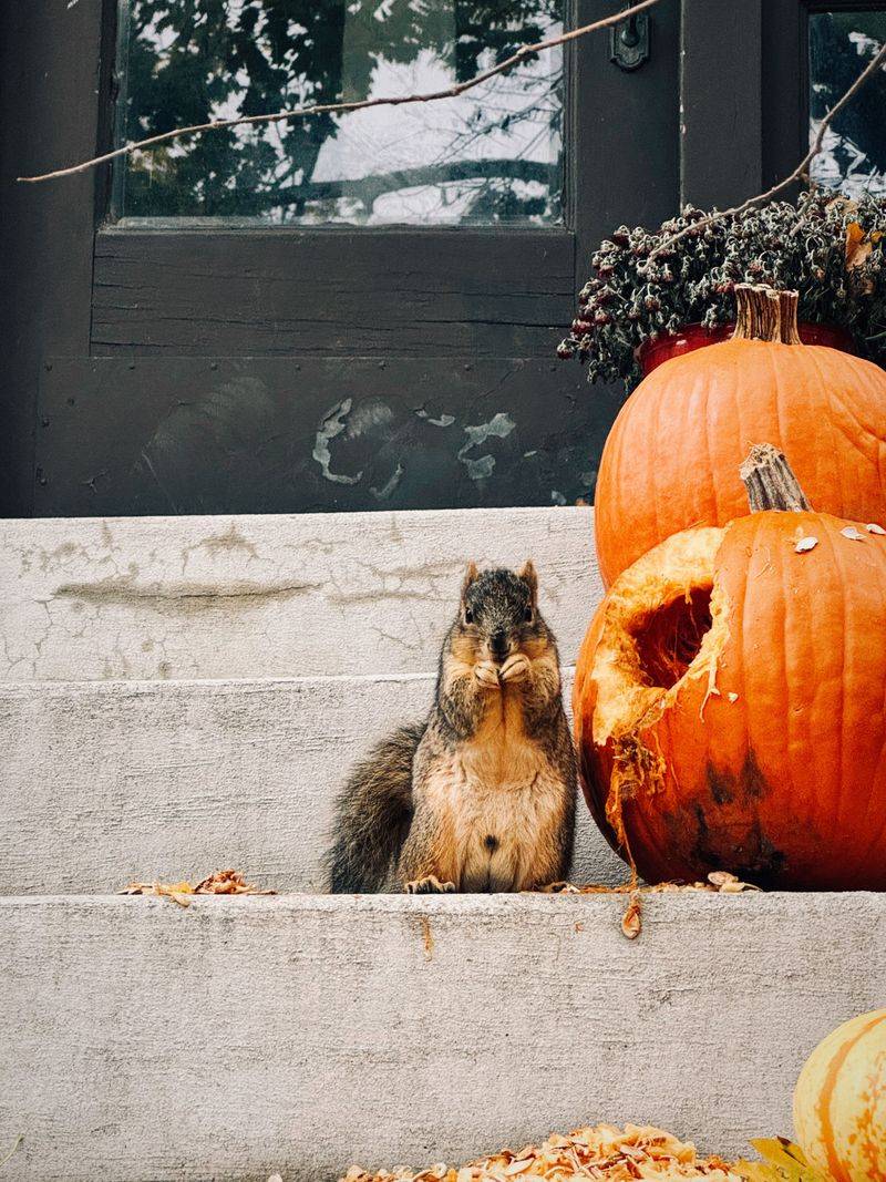 Guard Your Display Against Hungry Critters