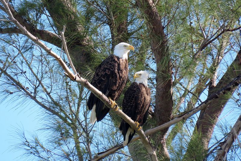 Guidelines Recommend A Buffer Around Active Nests During Nesting Season Guidelines Recommend A Buffer Around Active Nests During Nesting Season