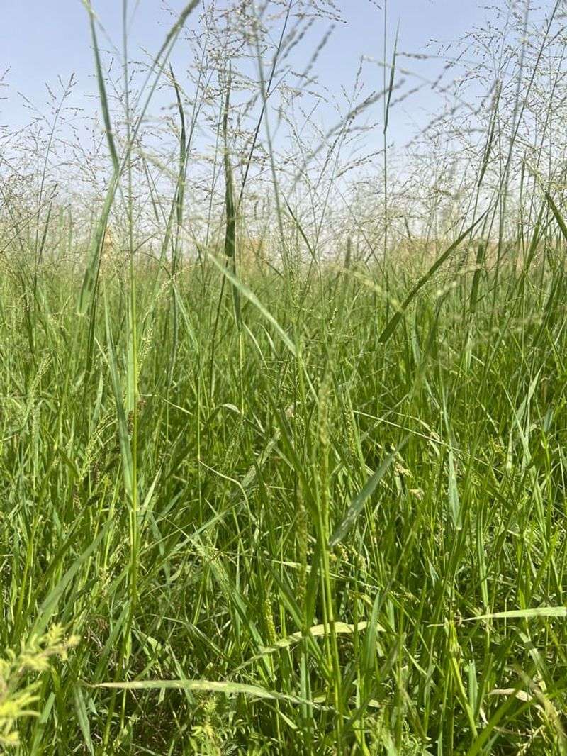 Guineagrass