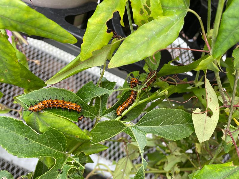 Gulf Fritillary Caterpillars Feed On The Leaves