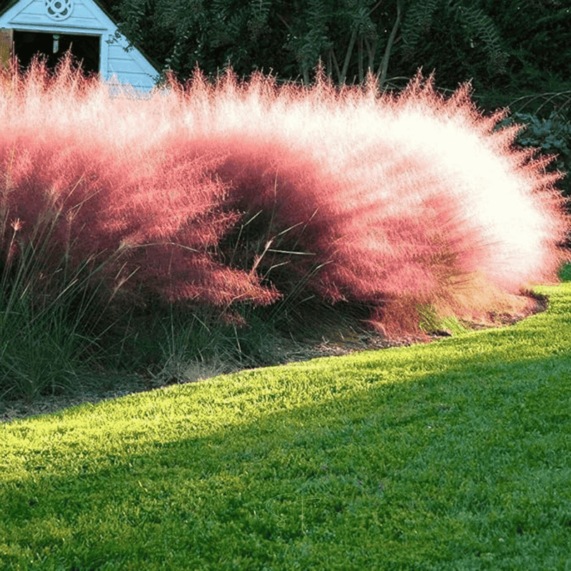 Gulf Muhly Brings A Pink Cloud