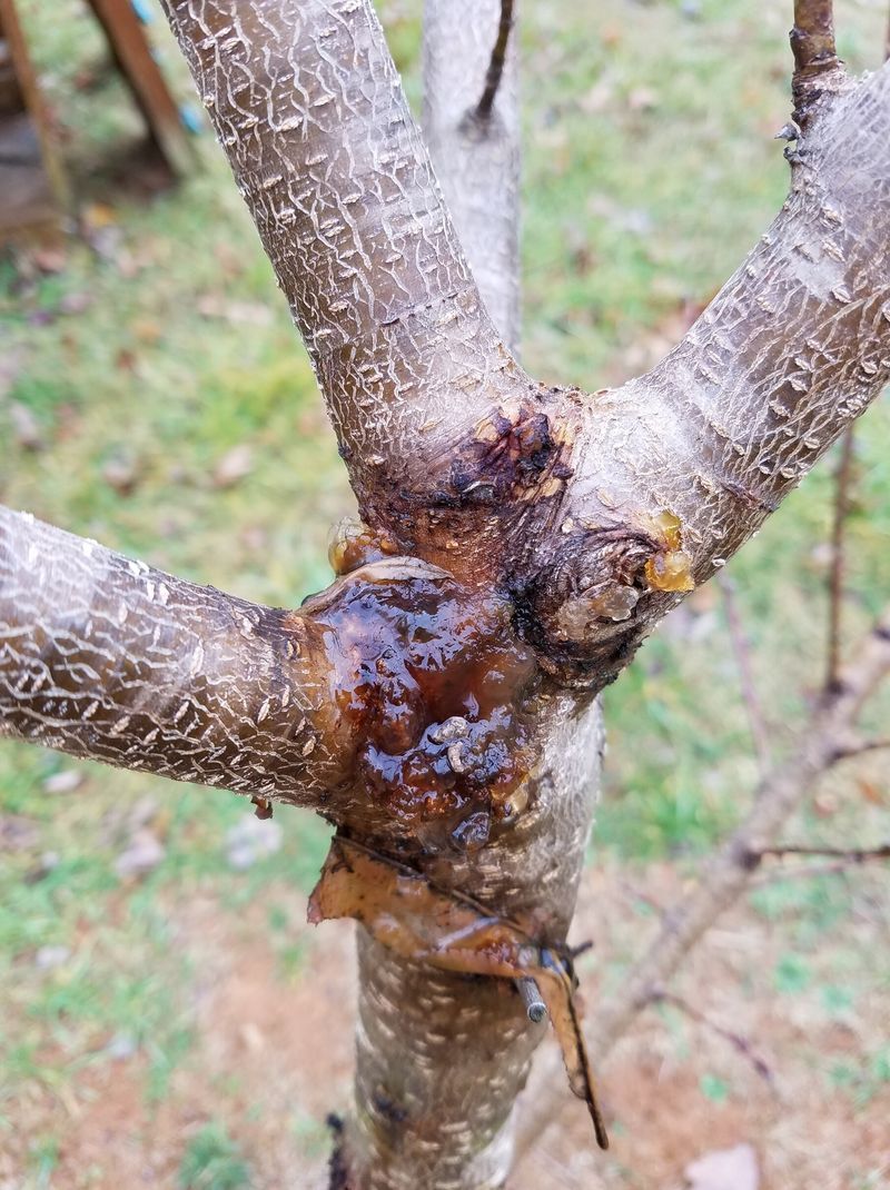 Gum Higher On Branches May Have A Different Cause Gum Higher On Branches May Have A Different Cause