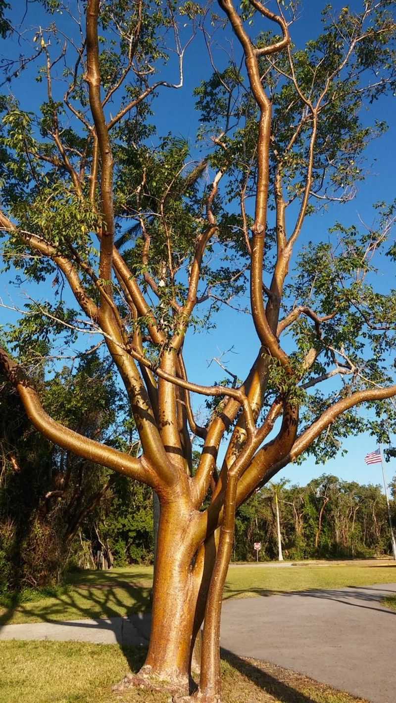 Gumbo-Limbo Suits South Florida Landscapes Gumbo-Limbo Suits South Florida Landscapes