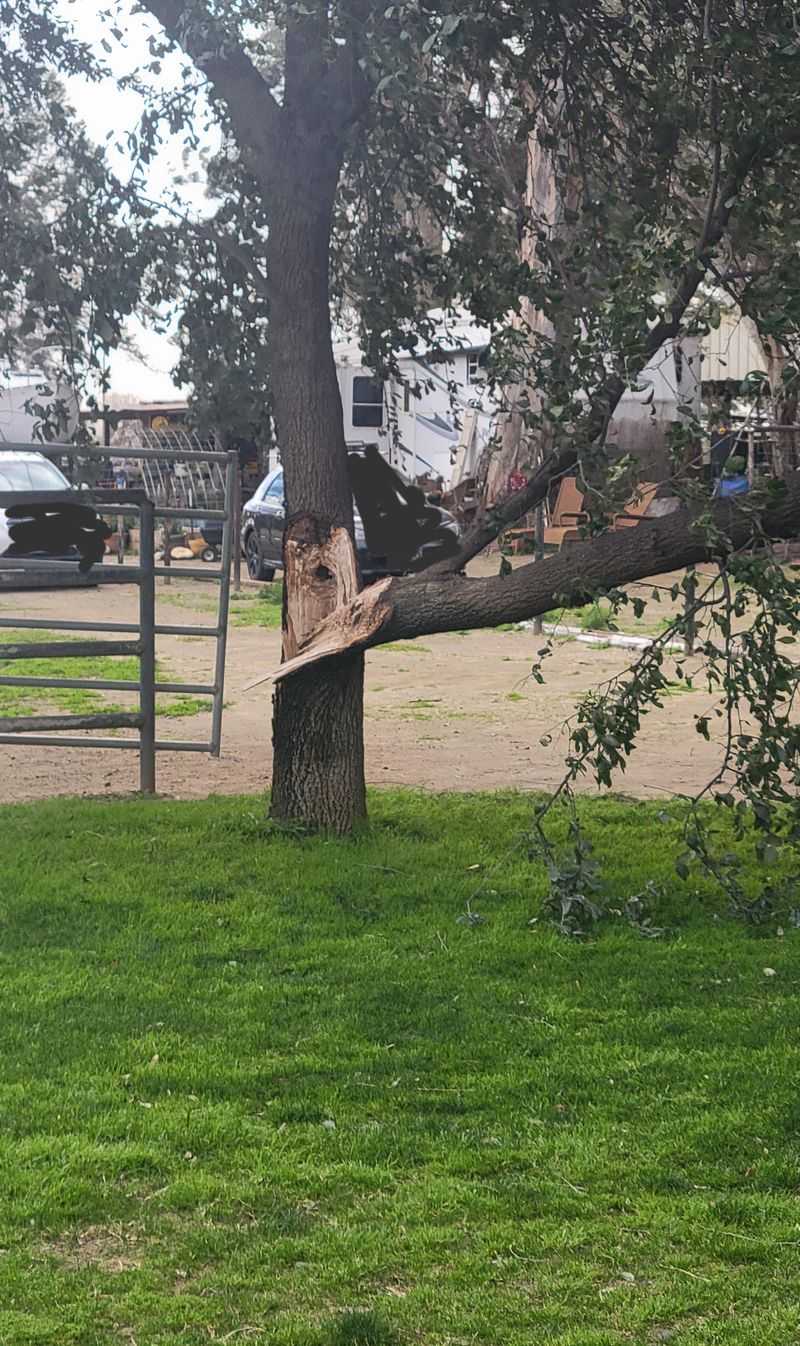 Gusts Snap Branches And Topple Tall Plants