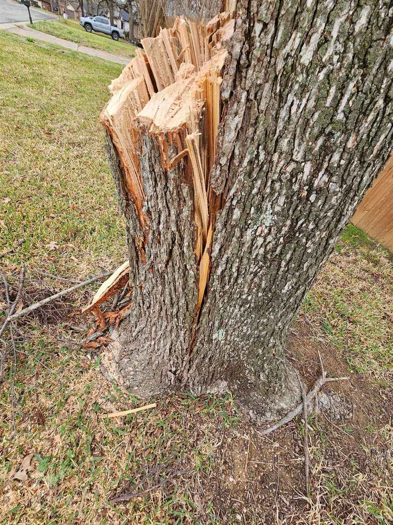 Gusty Winds Snap Branches Gusty Winds Snap Branches