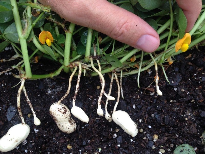 Gypsum Around Peanut Plants Helps Fill Out Those Pods Gypsum Around Peanut Plants Helps Fill Out Those Pods