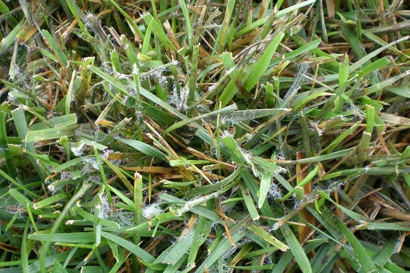Habits That Reduce Large Patch Next Fall Habits That Reduce Large Patch Next Fall