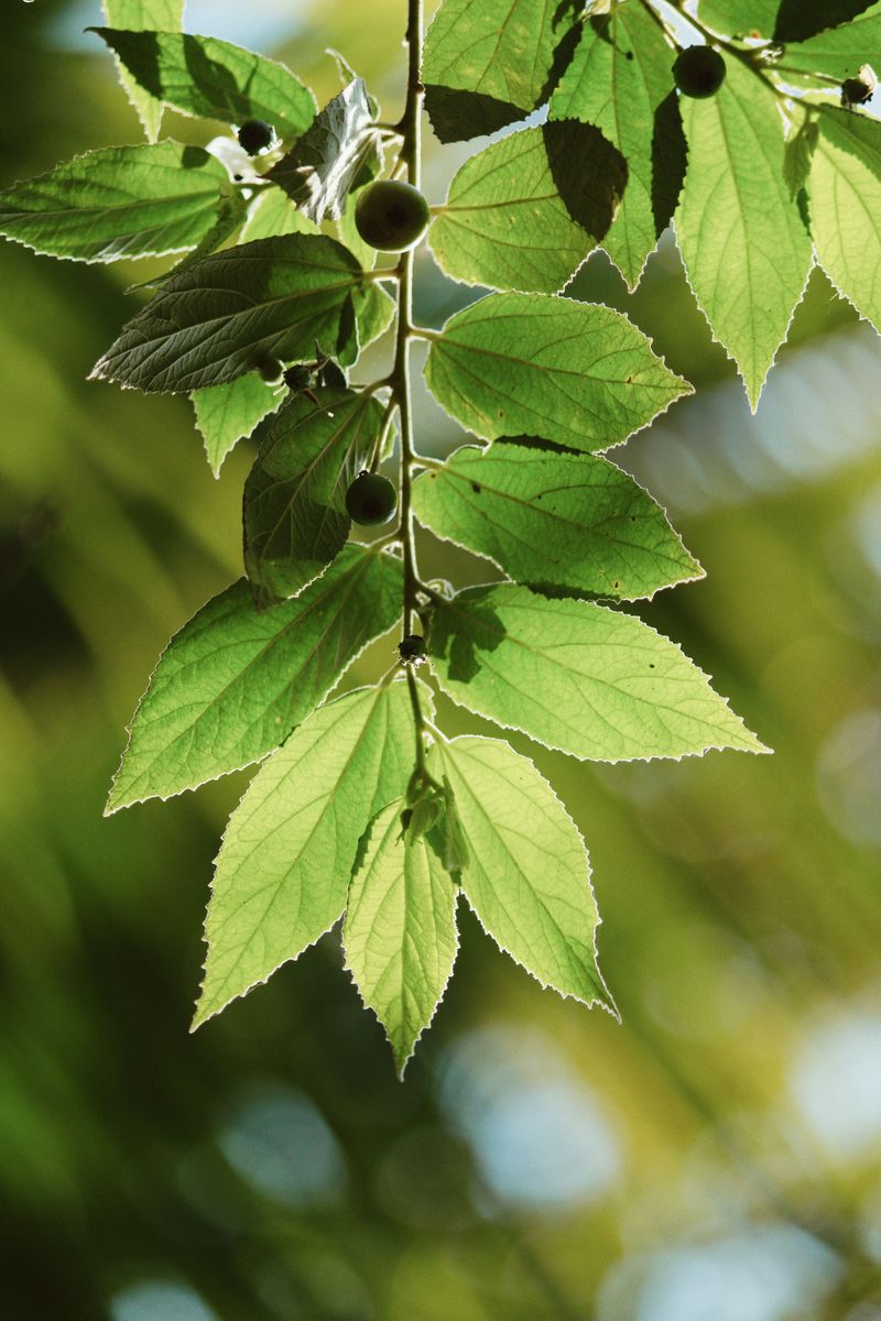 Hackberry