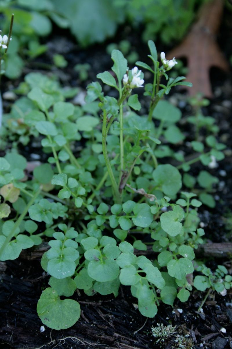 Hairy Bittercress Hairy Bittercress