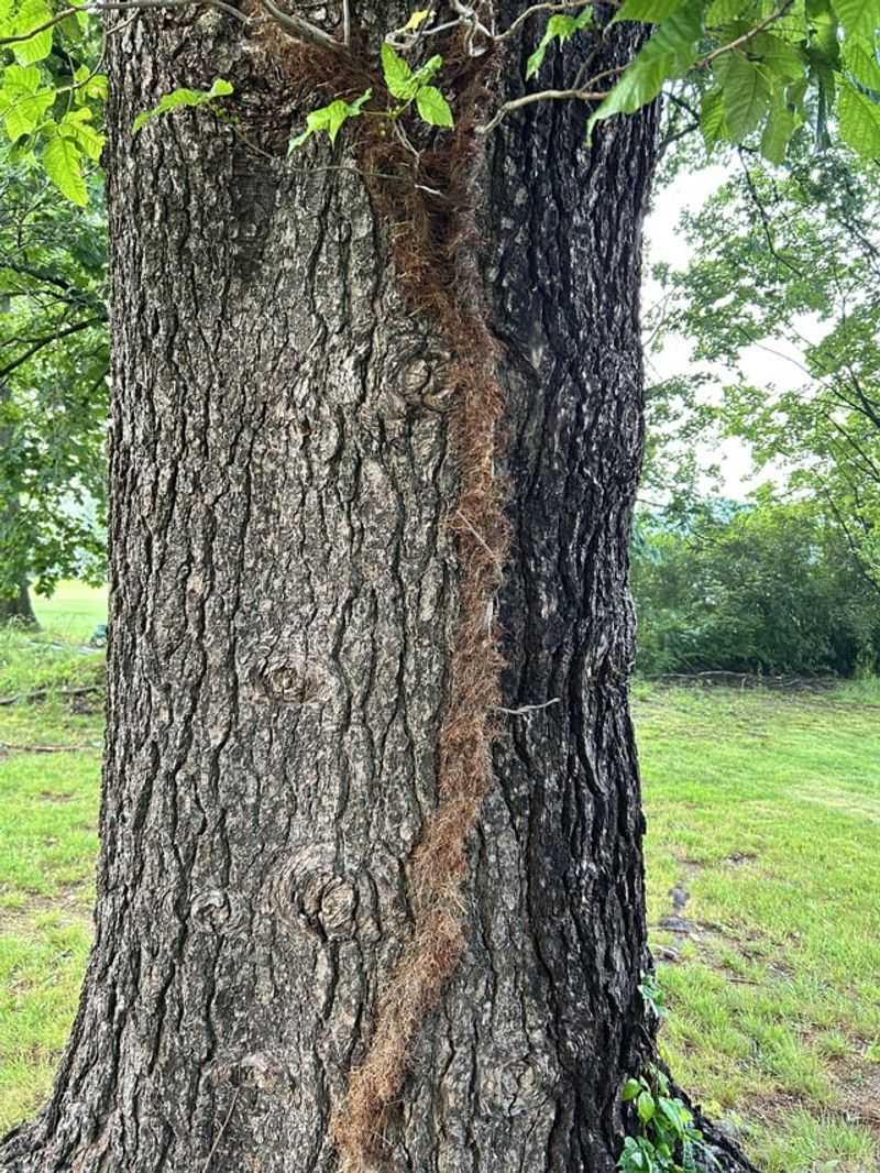 Hairy-Looking Rootlets Help Older Vines Cling To Tree Trunks Hairy-Looking Rootlets Help Older Vines Cling To Tree Trunks