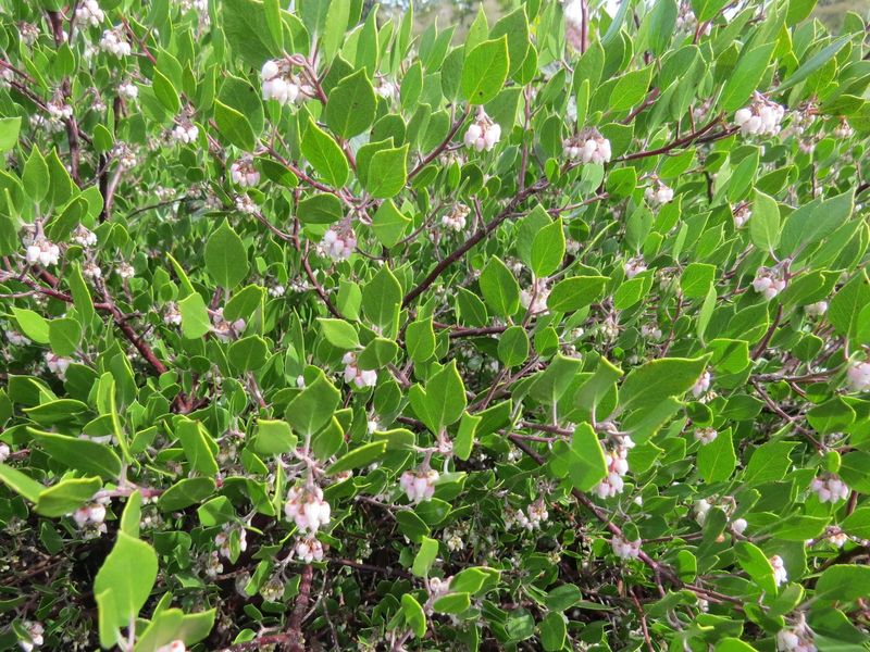 Hairy Manzanita Hairy Manzanita