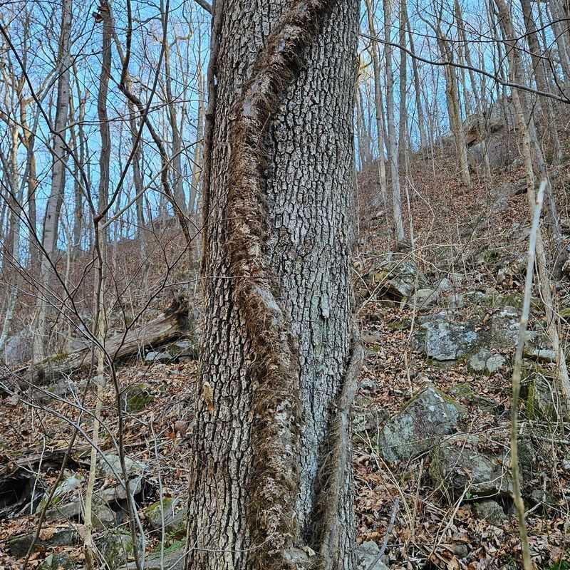 Hairy Rootlets On A Climbing Vine Suggest Poison Ivy Hairy Rootlets On A Climbing Vine Suggest Poison Ivy