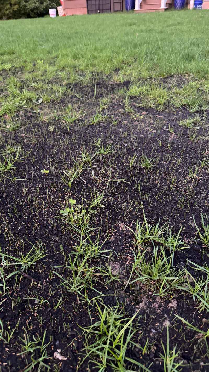 Half The New-Lawn Rate Is Enough For Overseeding Half The New-Lawn Rate Is Enough For Overseeding