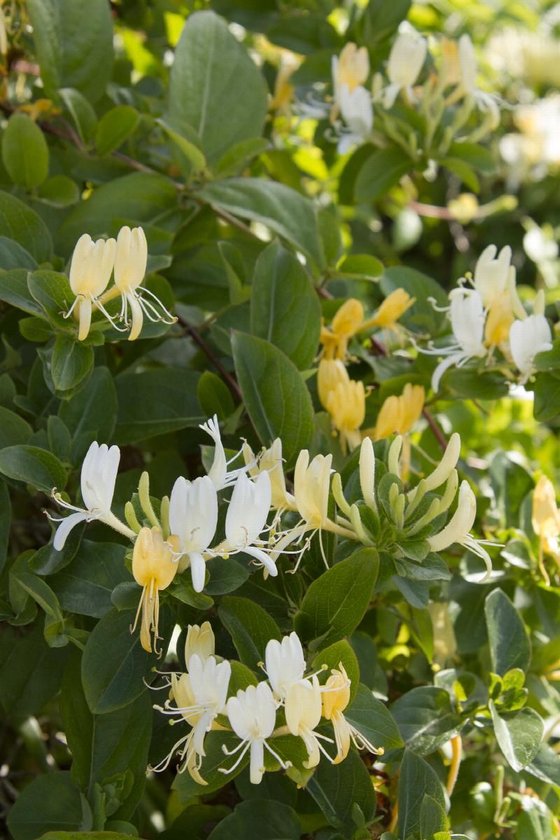 Hall's Honeysuckle Hall's Honeysuckle