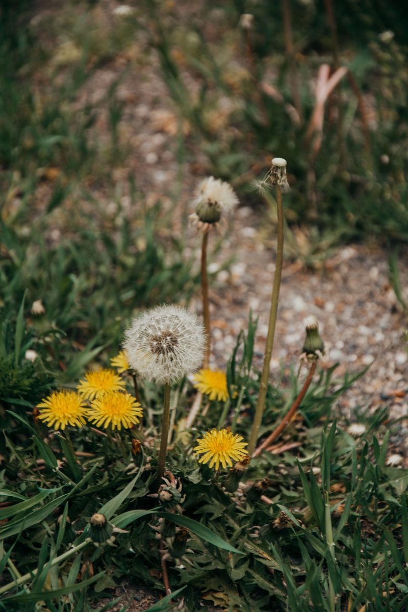 Hand Pulling Dandelions Works With The Right Weeding Tool Hand Pulling Dandelions Works With The Right Weeding Tool