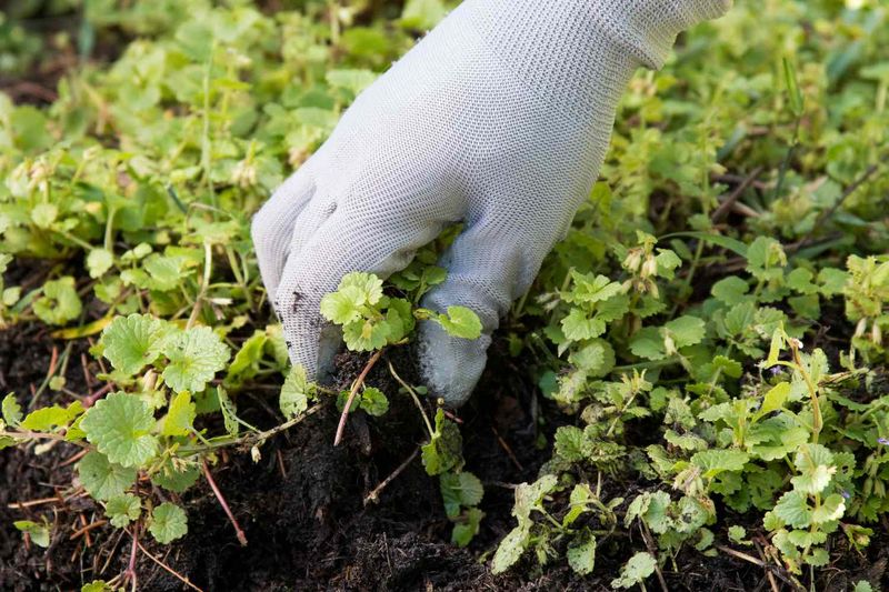 Hand-Pulling Works Best In Moist Fall Soil Hand-Pulling Works Best In Moist Fall Soil