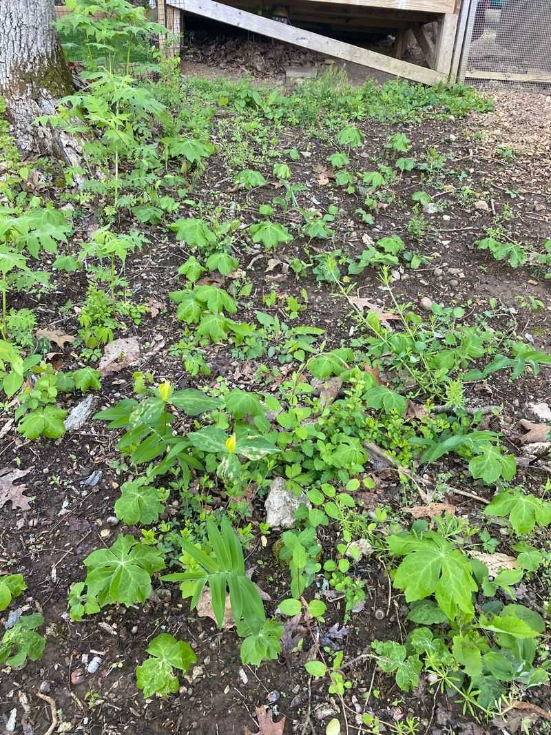 Hand Pulling Young Plants In Soft Soil Hand Pulling Young Plants In Soft Soil