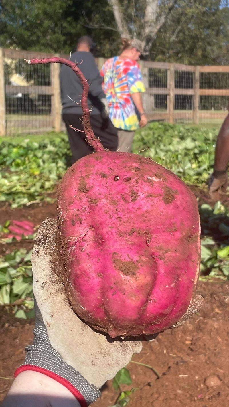 Handle Roots Gently Like Eggs