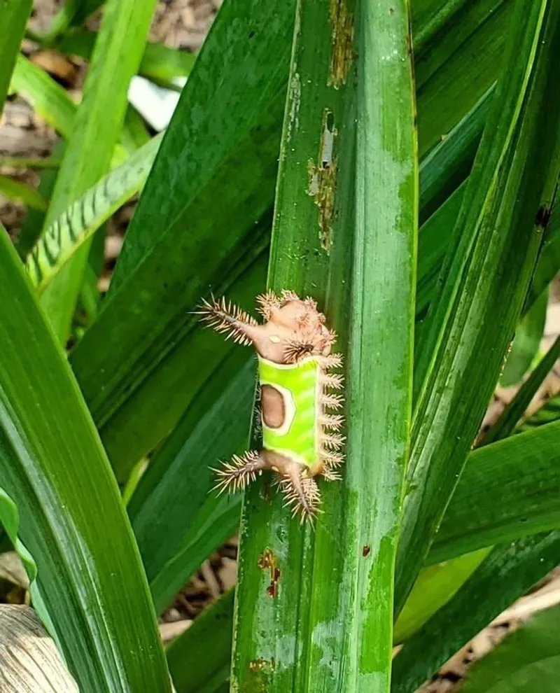 Handle Saddlebacks Safely Around Your Plants Handle Saddlebacks Safely Around Your Plants