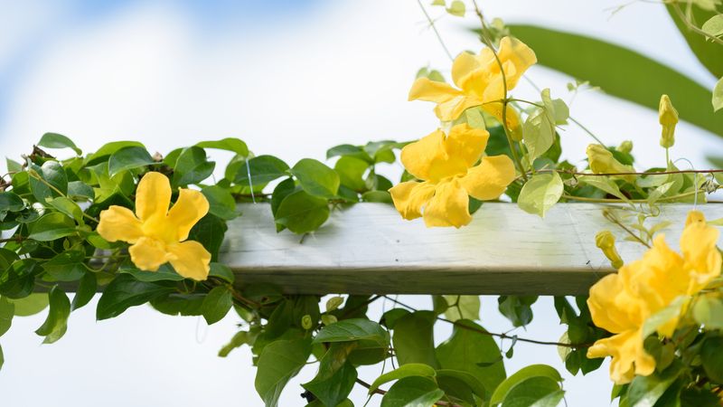 Handle and prune with its sharp tendrils in mind