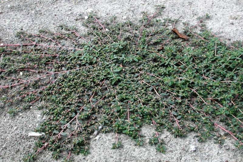 Handle mature plants without scattering them