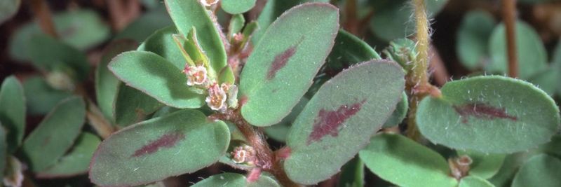 Handle spurge with care Handle spurge with care