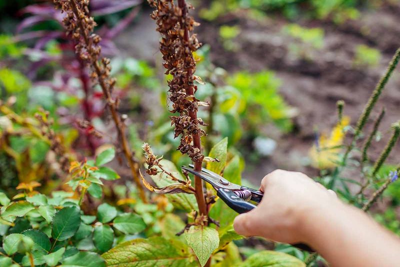 Handling And Pruning Foxglove Safely Handling And Pruning Foxglove Safely