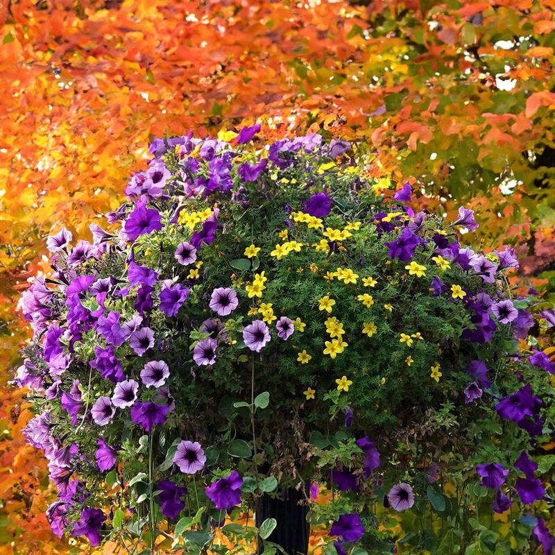 Hang A Basket That Spills Over With Blooms