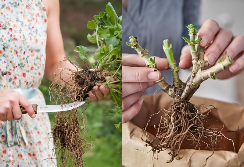 Hang Bare-Root Plants In A Cool Basement Hang Bare-Root Plants In A Cool Basement