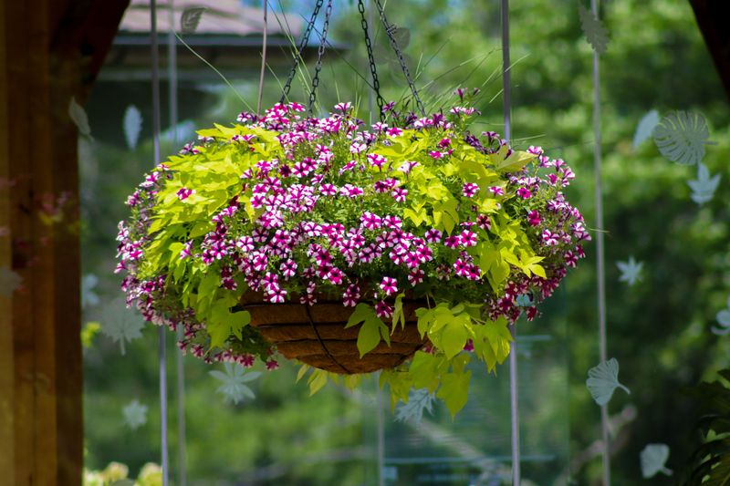 Hang Baskets Of Sweet Potato Vine